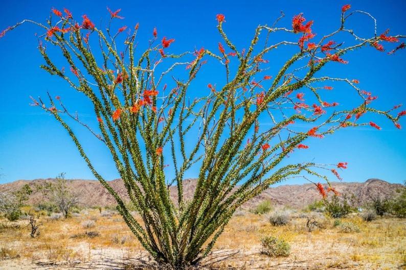Desert Gardens Oasis at Lobo, Texas Van Horn Buitenkant foto